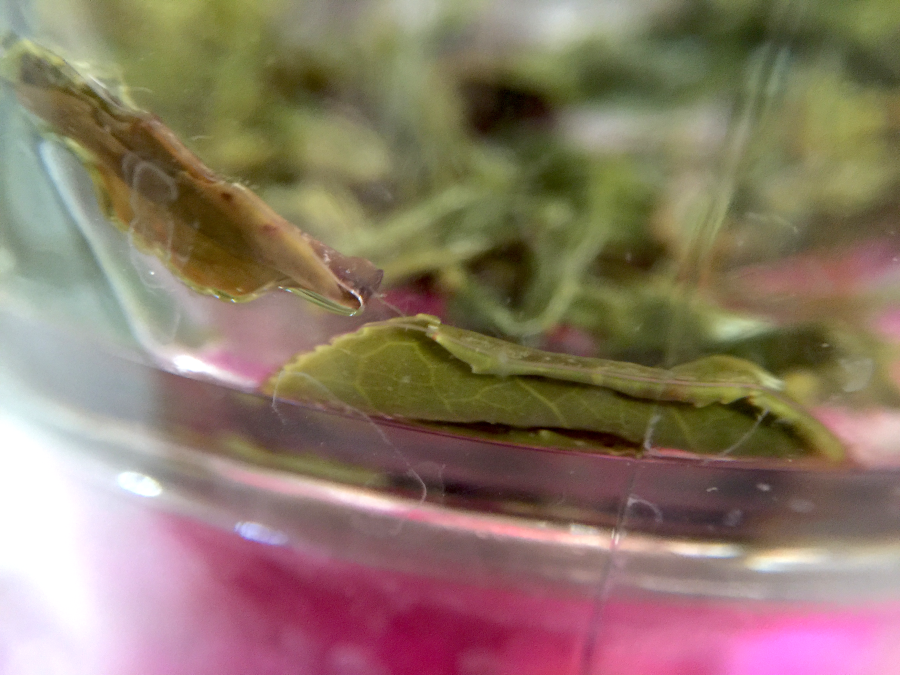 Five Peaks Green Dew (Arrbor Teas): spent Macro by Jocilyn Mors is licensed under a Creative Commons Attribution-ShareAlike 4.0 International License.