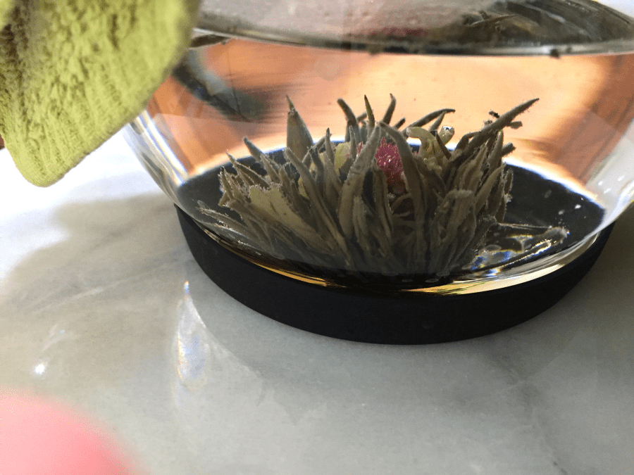 Butterfly Long For Flower (Goldfish): Bulb Opening by Jocilyn Mors is licensed under a Creative Commons Attribution-ShareAlike 4.0 International License.