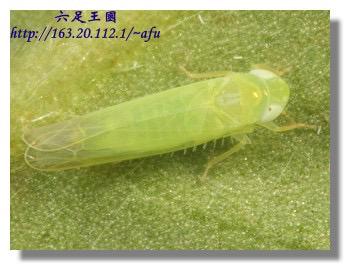The Taiwanese Cicada Jacobiasca formosana