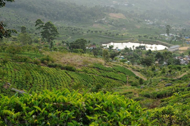 Image reproduced without permission. Image Copyright © 2015 Dilmahtea.com. All rights reserved.