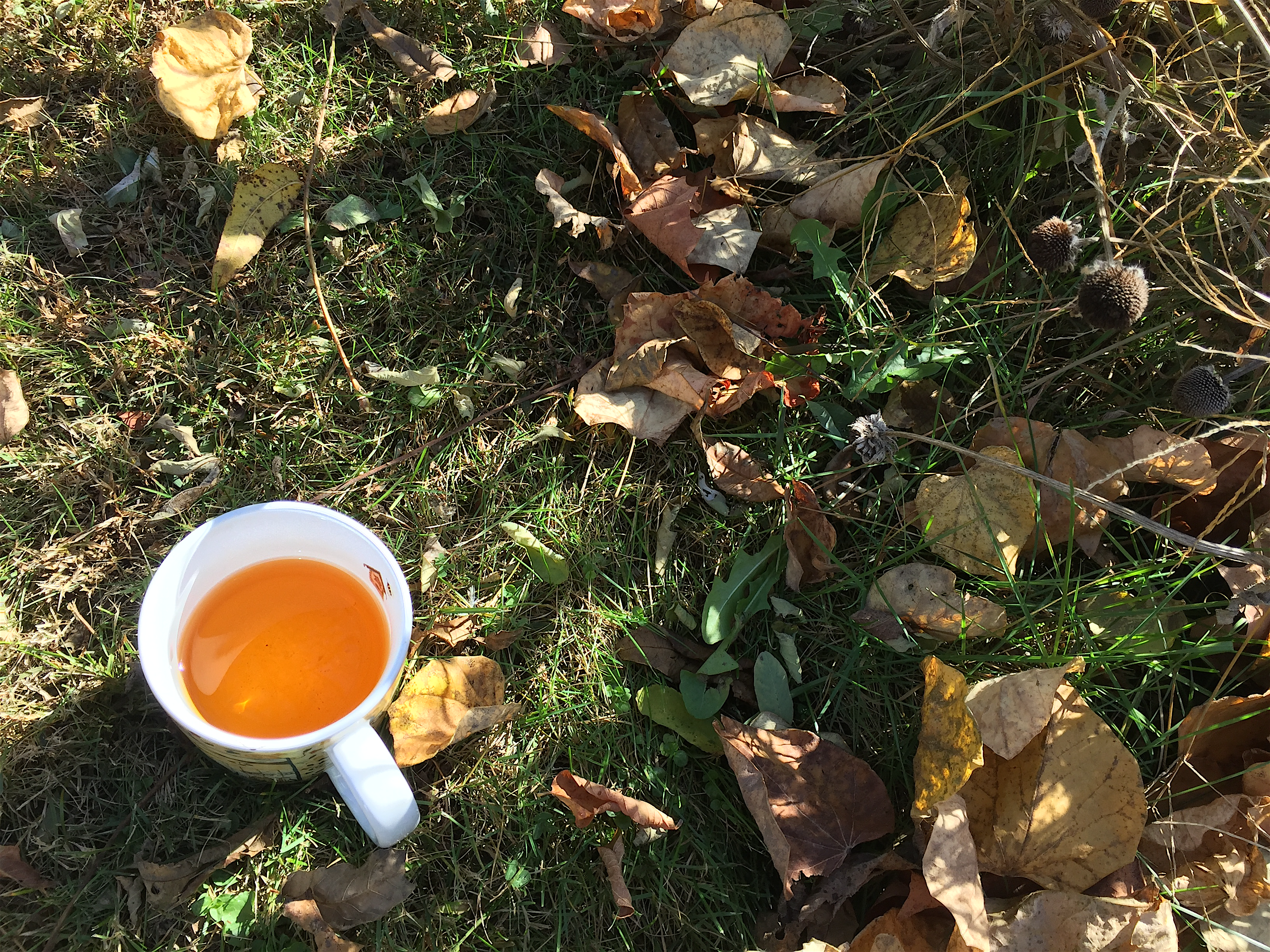 Ceylon Lover's Leap Estate (S&V) ~ liquor by Jocilyn Mors is licensed under a Creative Commons Attribution-ShareAlike 4.0 International License.