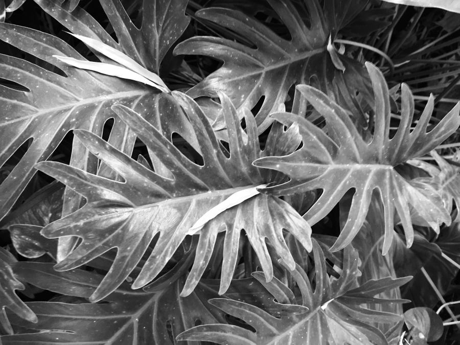 <a rel="license" href="http://creativecommons.org/licenses/by-sa/4.0/"><img alt="Creative Commons License" style="border-width:0" src="https://i.creativecommons.org/l/by-sa/4.0/88x31.png" /></a><br /><span xmlns:dct="http://purl.org/dc/terms/" href="http://purl.org/dc/dcmitype/StillImage" property="dct:title" rel="dct:type">Citrus Green (adagio) ~ liquor</span> by <a xmlns:cc="http://creativecommons.org/ns#" href="http://parting.gifts" property="cc:attributionName" rel="cc:attributionURL">Jocilyn Mors</a> is licensed under a <a rel="license" href="http://creativecommons.org/licenses/by-sa/4.0/">Creative Commons Attribution-ShareAlike 4.0 International License</a>.