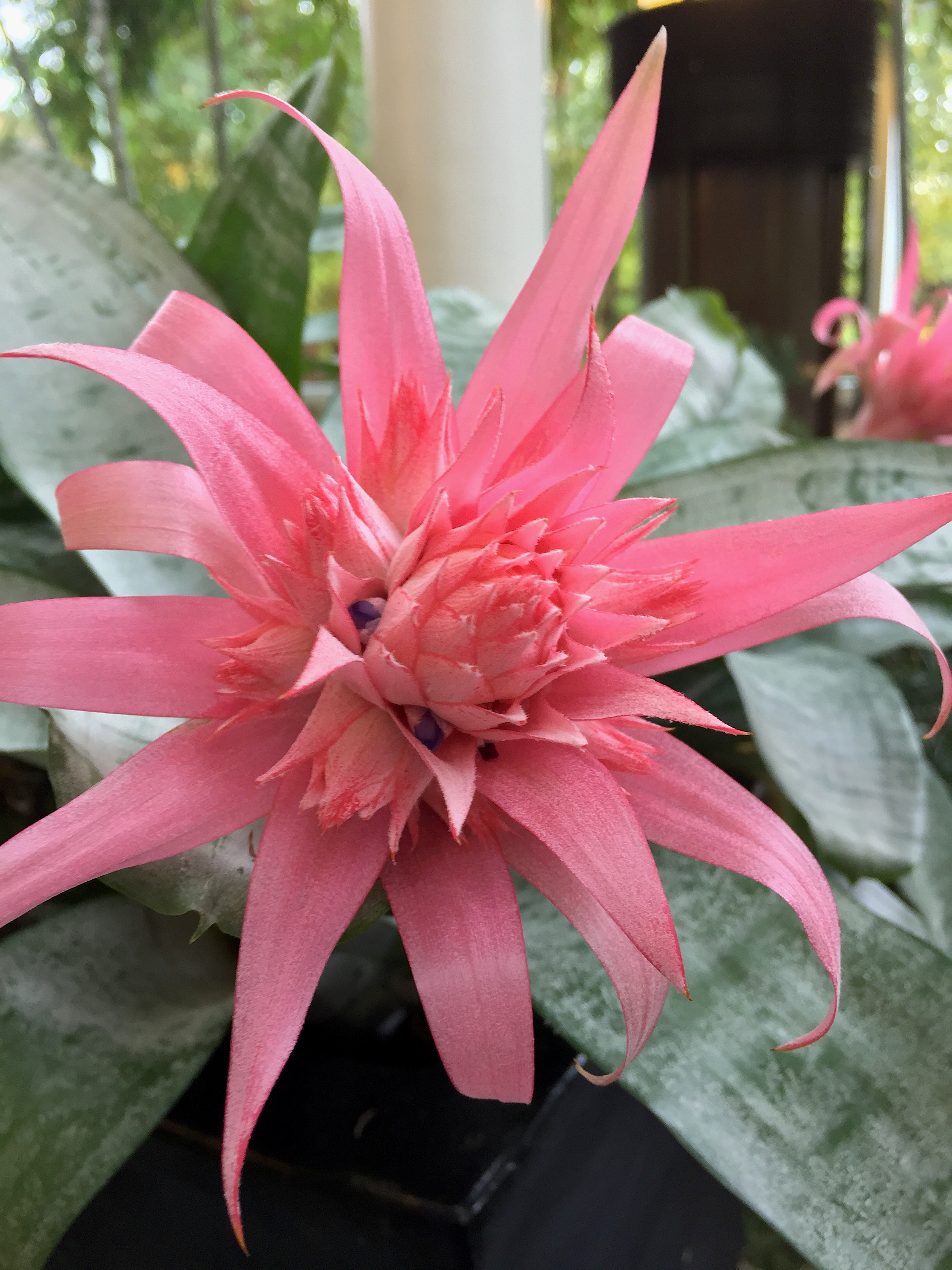 Citrus Green (adagio) ~ loose leaf Macro by Jocilyn Mors is licensed under a Creative Commons Attribution-ShareAlike 4.0 International License.