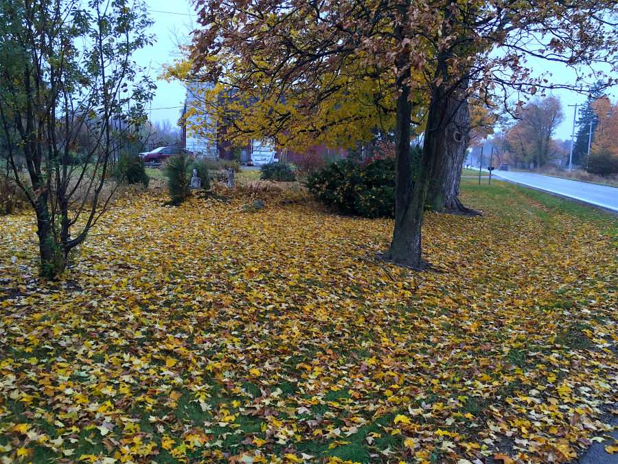 <a rel="license" href="http://creativecommons.org/licenses/by-sa/4.0/"><img alt="Creative Commons License" style="border-width:0" src="https://i.creativecommons.org/l/by-sa/4.0/88x31.png" /></a><br /><span xmlns:dct="http://purl.org/dc/terms/" href="http://purl.org/dc/dcmitype/StillImage" property="dct:title" rel="dct:type">Spotted during my morning jog</span> by <a xmlns:cc="http://creativecommons.org/ns#" href="http://parting.gifts" property="cc:attributionName" rel="cc:attributionURL">Jocilyn Mors</a> is licensed under a <a rel="license" href="http://creativecommons.org/licenses/by-sa/4.0/">Creative Commons Attribution-ShareAlike 4.0 International License</a>.