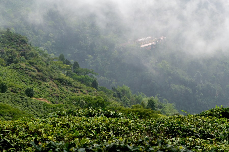 Jungpana Estate, as seen from Mim Estate. Image reproduced without permission. Image copyright (c) 2015 Blog.umamimart.com. All rights reserved.