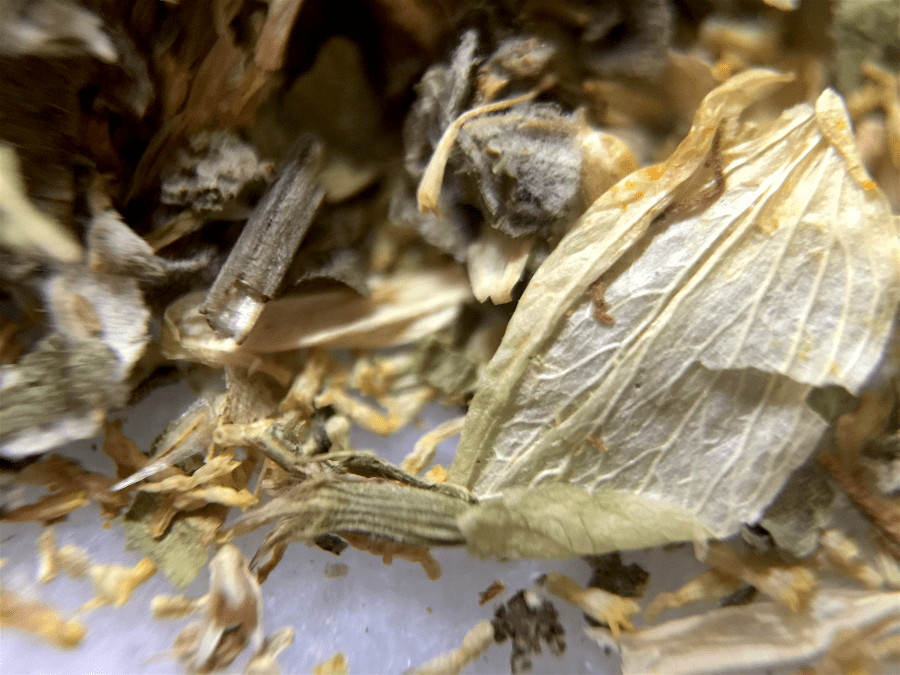 <a rel="license" href="http://creativecommons.org/licenses/by-sa/4.0/"><img alt="Creative Commons License" style="border-width:0" src="https://i.creativecommons.org/l/by-sa/4.0/88x31.png" /></a><br /><span xmlns:dct="http://purl.org/dc/terms/" href="http://purl.org/dc/dcmitype/StillImage" property="dct:title" rel="dct:type">Rest Assured (LODO) ~ loose herb tisane macro</span> by <a xmlns:cc="http://creativecommons.org/ns#" href="http://parting.gifts" property="cc:attributionName" rel="cc:attributionURL">Jocilyn Mors</a> is licensed under a <a rel="license" href="http://creativecommons.org/licenses/by-sa/4.0/">Creative Commons Attribution-ShareAlike 4.0 International License</a>.