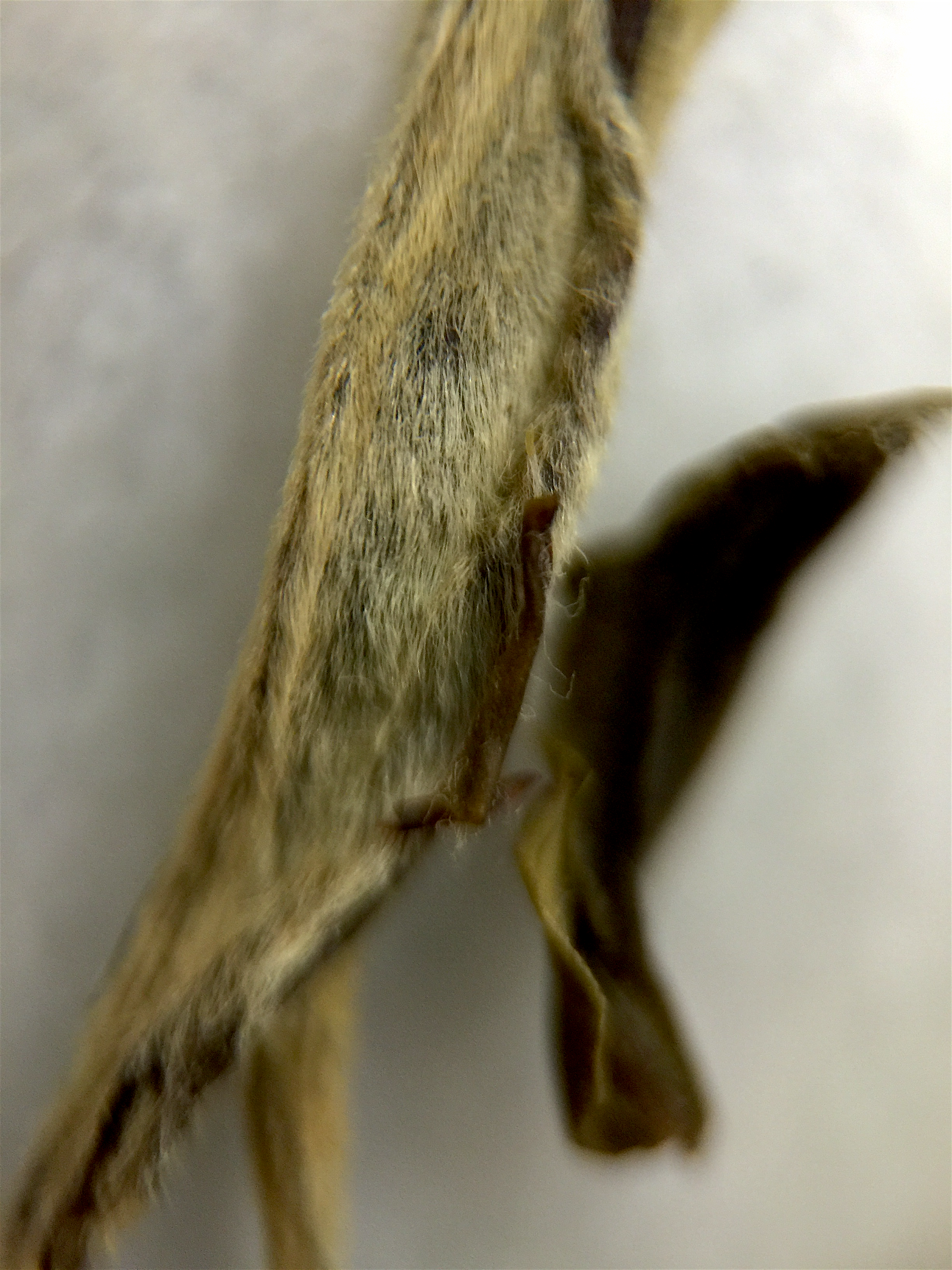 Silver Needle Jasmine (Rishi) ~ loose leaf macro by Jocilyn Mors is licensed under a Creative Commons Attribution-ShareAlike 4.0 International License.