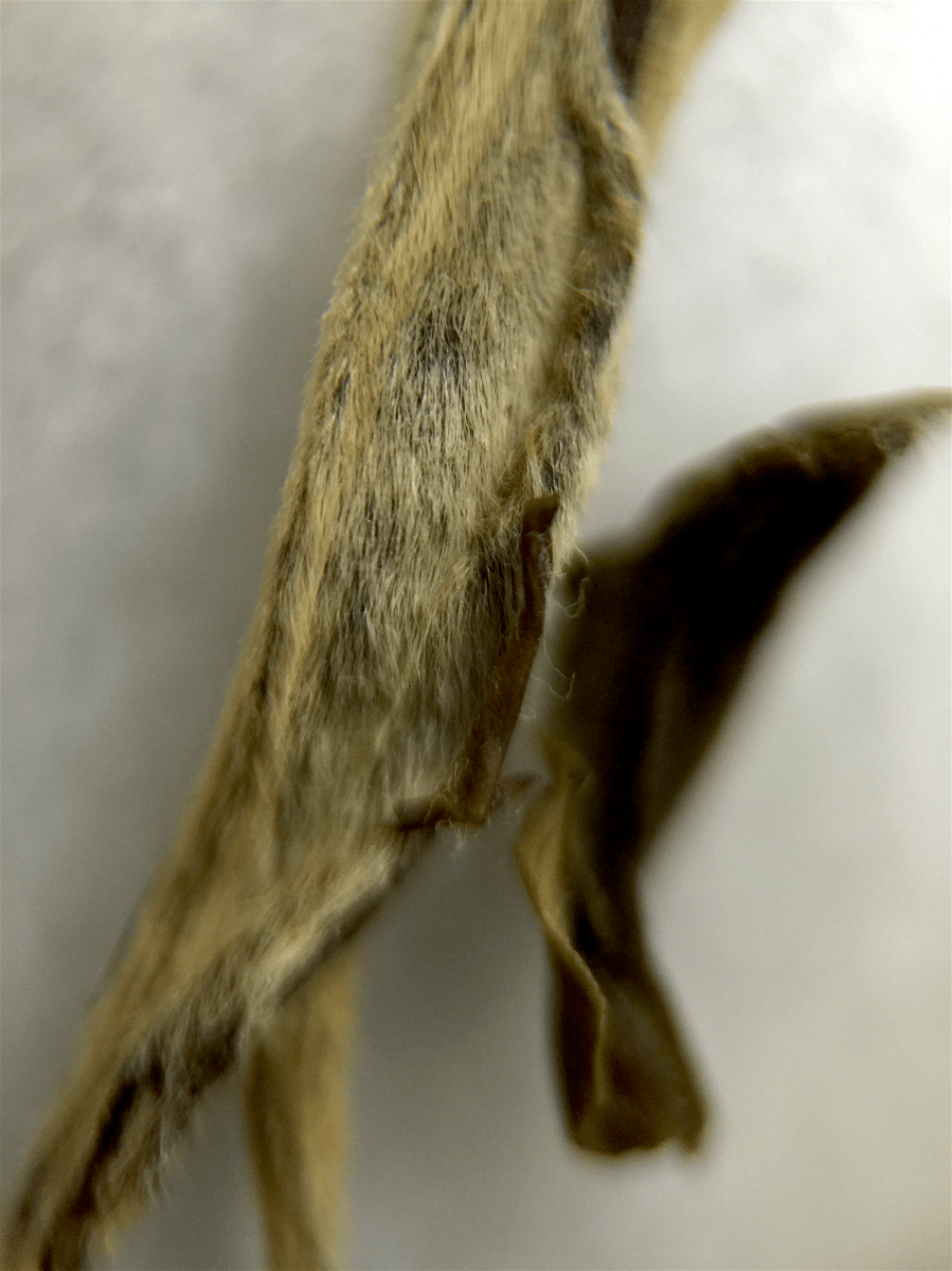 <a rel="license" href="http://creativecommons.org/licenses/by-sa/4.0/"><img alt="Creative Commons License" style="border-width:0" src="https://i.creativecommons.org/l/by-sa/4.0/88x31.png" /></a><br /><span xmlns:dct="http://purl.org/dc/terms/" href="http://purl.org/dc/dcmitype/StillImage" property="dct:title" rel="dct:type">Silver Needle Jasmine (Rishi) ~ loose leaf macro</span> by <a xmlns:cc="http://creativecommons.org/ns#" href="http://parting.gifts" property="cc:attributionName" rel="cc:attributionURL">Jocilyn Mors</a> is licensed under a <a rel="license" href="http://creativecommons.org/licenses/by-sa/4.0/">Creative Commons Attribution-ShareAlike 4.0 International License</a>.