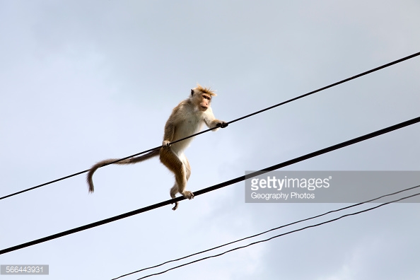 A Toque Macaque. Gettyimages. Geography stock photos. Image rights unknown.