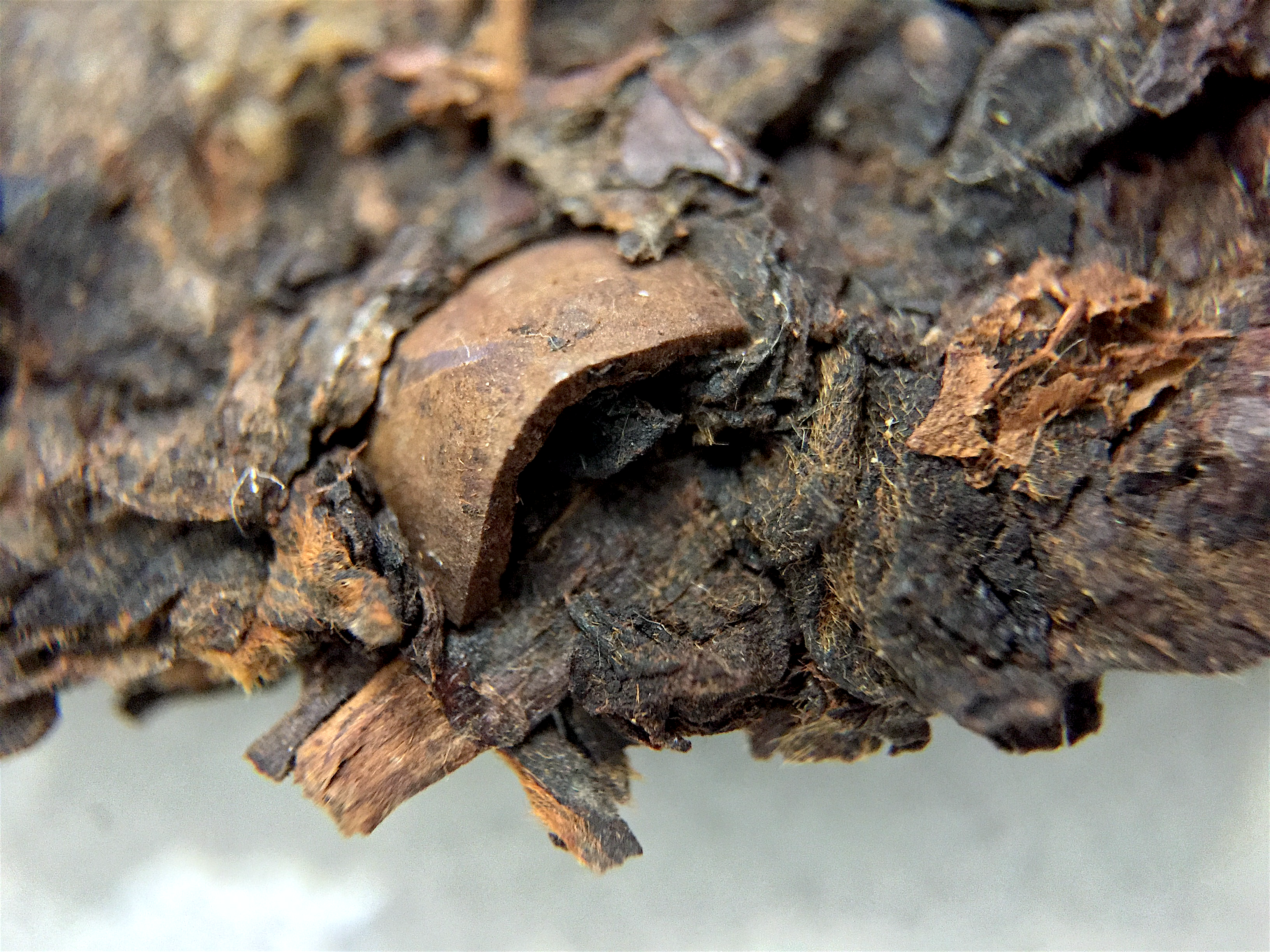 Golden Sail 2003 (Goldfish) ~ cake macro 14x by Jocilyn Mors is licensed under a Creative Commons Attribution-ShareAlike 4.0 International License.