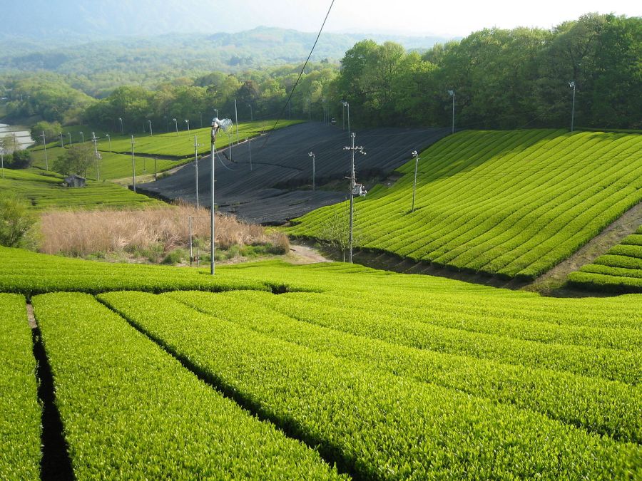 Tea cultivation in Minamiyamashiro, Kyoto. Photo by vera46 licensed under CC BY 2.0.
