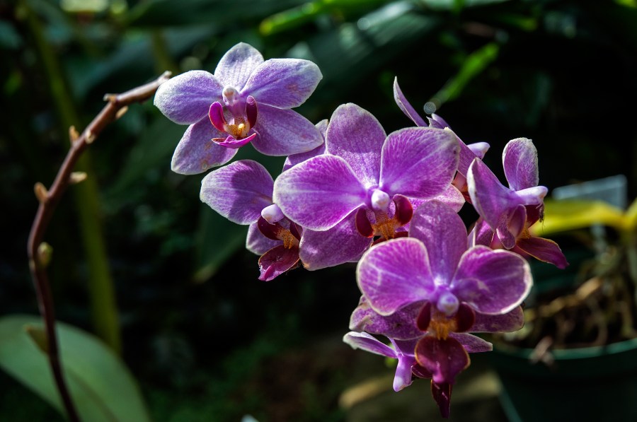 <a rel="license" href="http://creativecommons.org/licenses/by-sa/4.0/"><img alt="Creative Commons License" style="border-width:0" src="https://i.creativecommons.org/l/by-sa/4.0/88x31.png" /></a><br /><span xmlns:dct="http://purl.org/dc/terms/" href="http://purl.org/dc/dcmitype/StillImage" property="dct:title" rel="dct:type">Conservatory</span> by <a xmlns:cc="http://creativecommons.org/ns#" href="http://parting.gifts" property="cc:attributionName" rel="cc:attributionURL">Jocilyn Mors</a> is licensed under a <a rel="license" href="http://creativecommons.org/licenses/by-sa/4.0/">Creative Commons Attribution-ShareAlike 4.0 International License</a>.