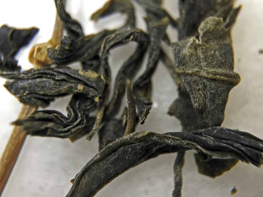 <a rel="license" href="http://creativecommons.org/licenses/by-sa/4.0/"><img alt="Creative Commons License" style="border-width:0" src="https://i.creativecommons.org/l/by-sa/4.0/88x31.png" /></a><br /><span xmlns:dct="http://purl.org/dc/terms/" href="http://purl.org/dc/dcmitype/StillImage" property="dct:title" rel="dct:type">Jade Cloud (Rishi) ~ loose leaf macro 14X</span> by <a xmlns:cc="http://creativecommons.org/ns#" href="http://parting.gifts" property="cc:attributionName" rel="cc:attributionURL">Jocilyn Mors</a> is licensed under a <a rel="license" href="http://creativecommons.org/licenses/by-sa/4.0/">Creative Commons Attribution-ShareAlike 4.0 International License</a>.