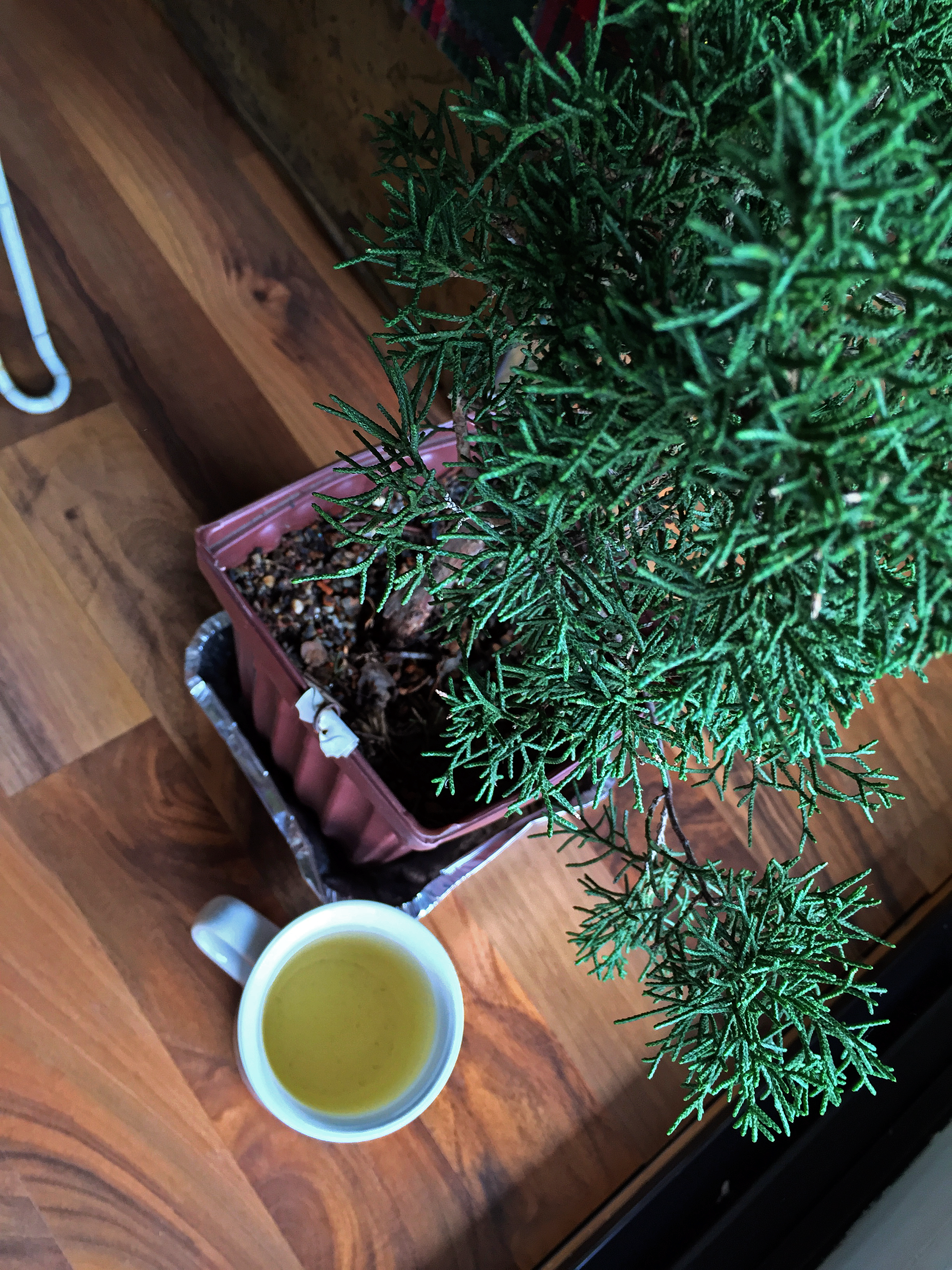 Tai Mu Long Zhu (Upton) ~ liquor Mulan by Jocilyn Mors is licensed under a Creative Commons Attribution-ShareAlike 4.0 International License.