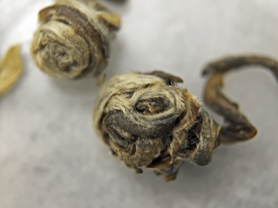 <a rel="license" href="http://creativecommons.org/licenses/by-sa/4.0/"><img alt="Creative Commons License" style="border-width:0" src="https://i.creativecommons.org/l/by-sa/4.0/88x31.png" /></a><br /><span xmlns:dct="http://purl.org/dc/terms/" href="http://purl.org/dc/dcmitype/StillImage" property="dct:title" rel="dct:type">Tai Mu Long Zhu (Upton) ~ loose leaf macro 14X</span> by <a xmlns:cc="http://creativecommons.org/ns#" href="http://parting.gifts" property="cc:attributionName" rel="cc:attributionURL">Jocilyn Mors</a> is licensed under a <a rel="license" href="http://creativecommons.org/licenses/by-sa/4.0/">Creative Commons Attribution-ShareAlike 4.0 International License</a>.