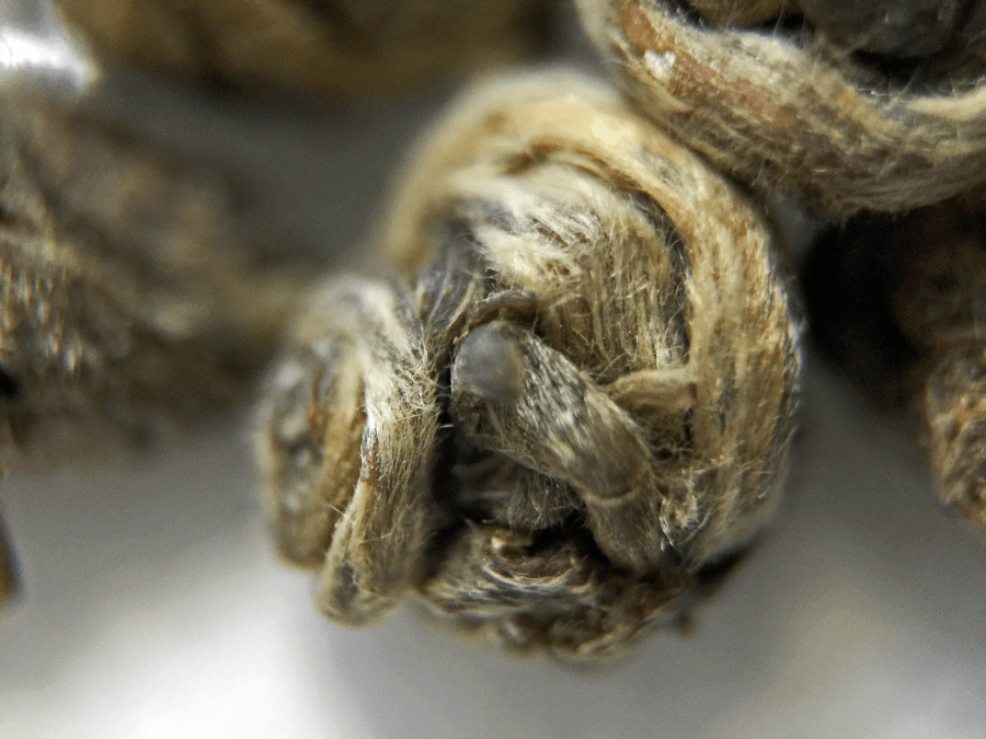 <a rel="license" href="http://creativecommons.org/licenses/by-sa/4.0/"><img alt="Creative Commons License" style="border-width:0" src="https://i.creativecommons.org/l/by-sa/4.0/88x31.png" /></a><br /><span xmlns:dct="http://purl.org/dc/terms/" href="http://purl.org/dc/dcmitype/StillImage" property="dct:title" rel="dct:type">Tai Mu Long Zhu (Upton) ~ loose leaf macro 21X</span> by <a xmlns:cc="http://creativecommons.org/ns#" href="http://parting.gifts" property="cc:attributionName" rel="cc:attributionURL">Jocilyn Mors</a> is licensed under a <a rel="license" href="http://creativecommons.org/licenses/by-sa/4.0/">Creative Commons Attribution-ShareAlike 4.0 International License</a>.