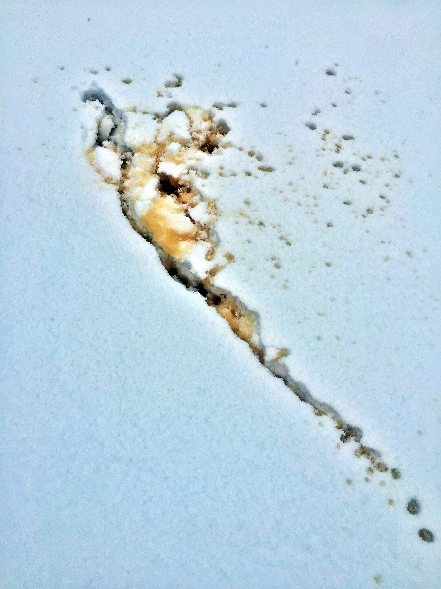 <a rel="license" href="http://creativecommons.org/licenses/by-sa/4.0/"><img alt="Creative Commons License" style="border-width:0" src="https://i.creativecommons.org/l/by-sa/4.0/88x31.png" /></a><br /><span xmlns:dct="http://purl.org/dc/terms/" href="http://purl.org/dc/dcmitype/StillImage" property="dct:title" rel="dct:type">Laos Black #05 (Steepster) ~ liquor B (iphone)</span> by <a xmlns:cc="http://creativecommons.org/ns#" href="http://parting.gifts" property="cc:attributionName" rel="cc:attributionURL">jocilyn mors</a> is licensed under a <a rel="license" href="http://creativecommons.org/licenses/by-sa/4.0/">Creative Commons Attribution-ShareAlike 4.0 International License</a>.