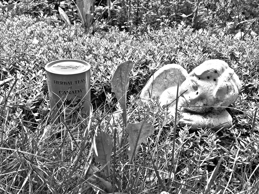 Egyptian Camomile (Metropolitan) ~ canister A by Jocilyn Mors is licensed under a Creative Commons Attribution-ShareAlike 4.0 International License.