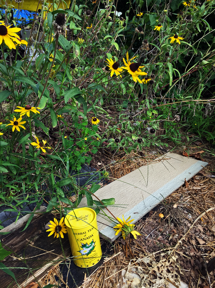 Egyptian Camomile (Metropolitan) ~ canister B by Jocilyn Mors is licensed under a Creative Commons Attribution-ShareAlike 4.0 International License.