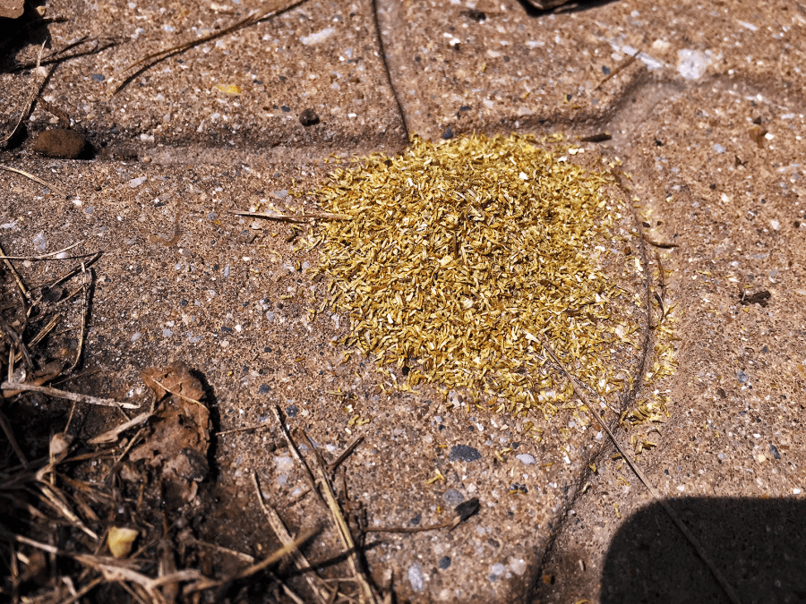 Egyptian Camomile (Metropolitan) ~ loose leaf by Jocilyn Mors is licensed under a Creative Commons Attribution-ShareAlike 4.0 International License.