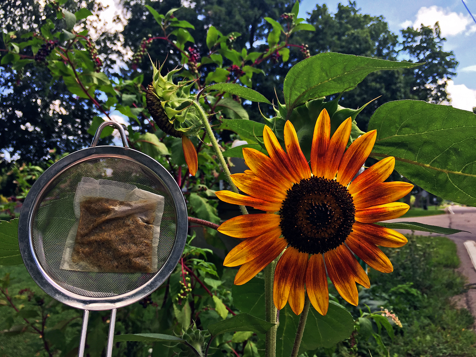 Egyptian Camomile (Metropolitan) ~ spent by Jocilyn Mors is licensed under a Creative Commons Attribution-ShareAlike 4.0 International License.