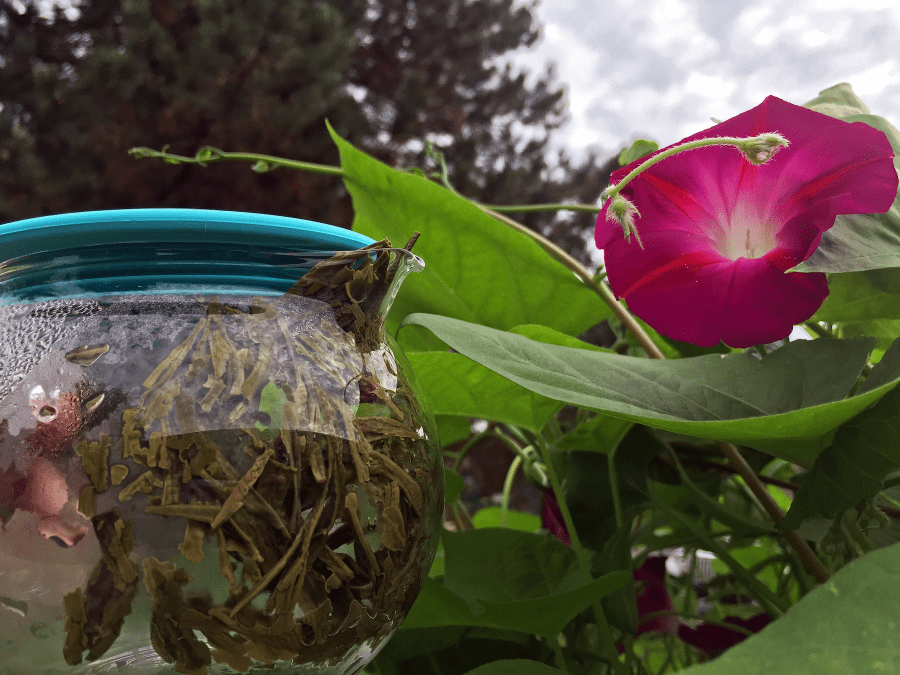 Chado Signature Tai Ping Hou Kui ~ spent by Jocilyn Mors is licensed under a Creative Commons Attribution-ShareAlike 4.0 International License.