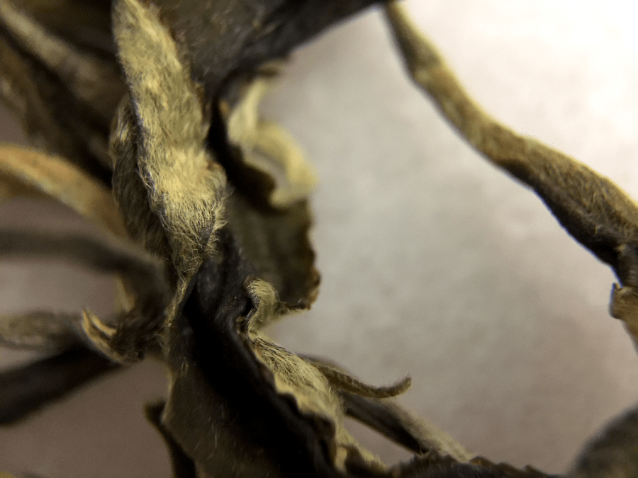 Photograph of Lin Yun Downy (S&V) ~ loose leaf macro by Jocilyn Mors is licensed under a Creative Commons Attribution-NonCommercial-ShareAlike 4.0 International License.