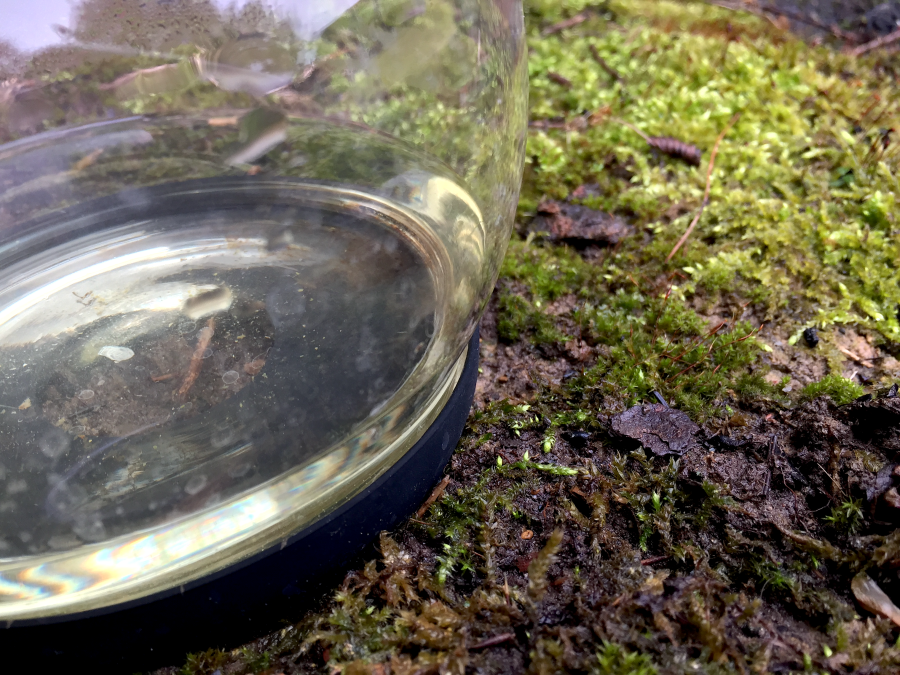 Photograph of Korea Sejak (Arbor Teas) ~ liquor B by Jocilyn Mors is licensed under a Creative Commons Attribution-NonCommercial-ShareAlike 4.0 International License.  