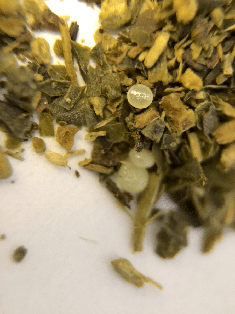 Blowup Photograph of Matcha Maker (Good Earth) ~ CTC Macro by Jocilyn Mors is licensed under a Creative Commons Attribution-NonCommercial-ShareAlike 4.0 International License.