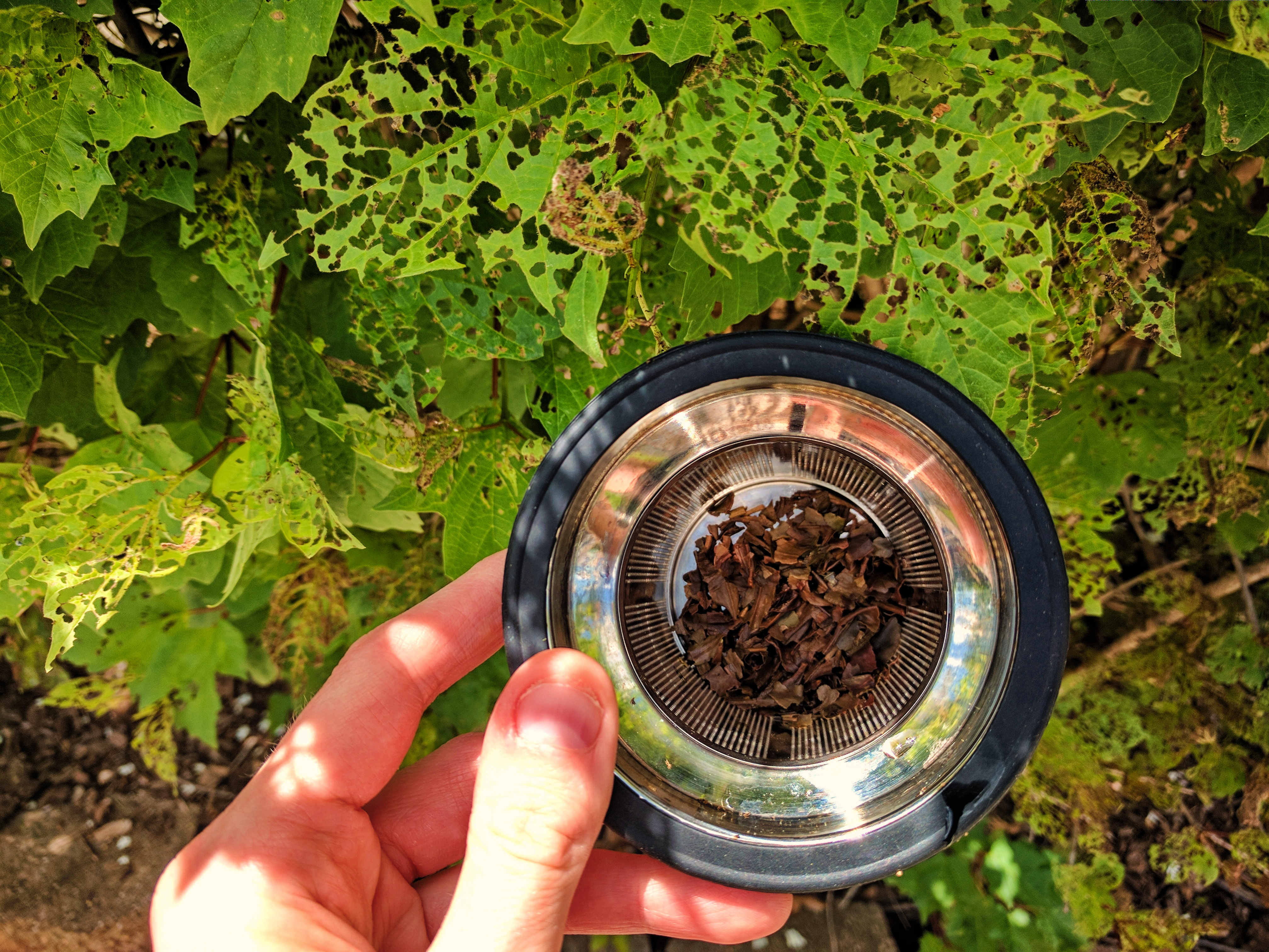 Photograph of Antu Valley SFTGFOP (Chado) ~ spent by Jocilyn Mors is licensed under a Creative Commons Attribution-NonCommercial-ShareAlike 4.0 International License.