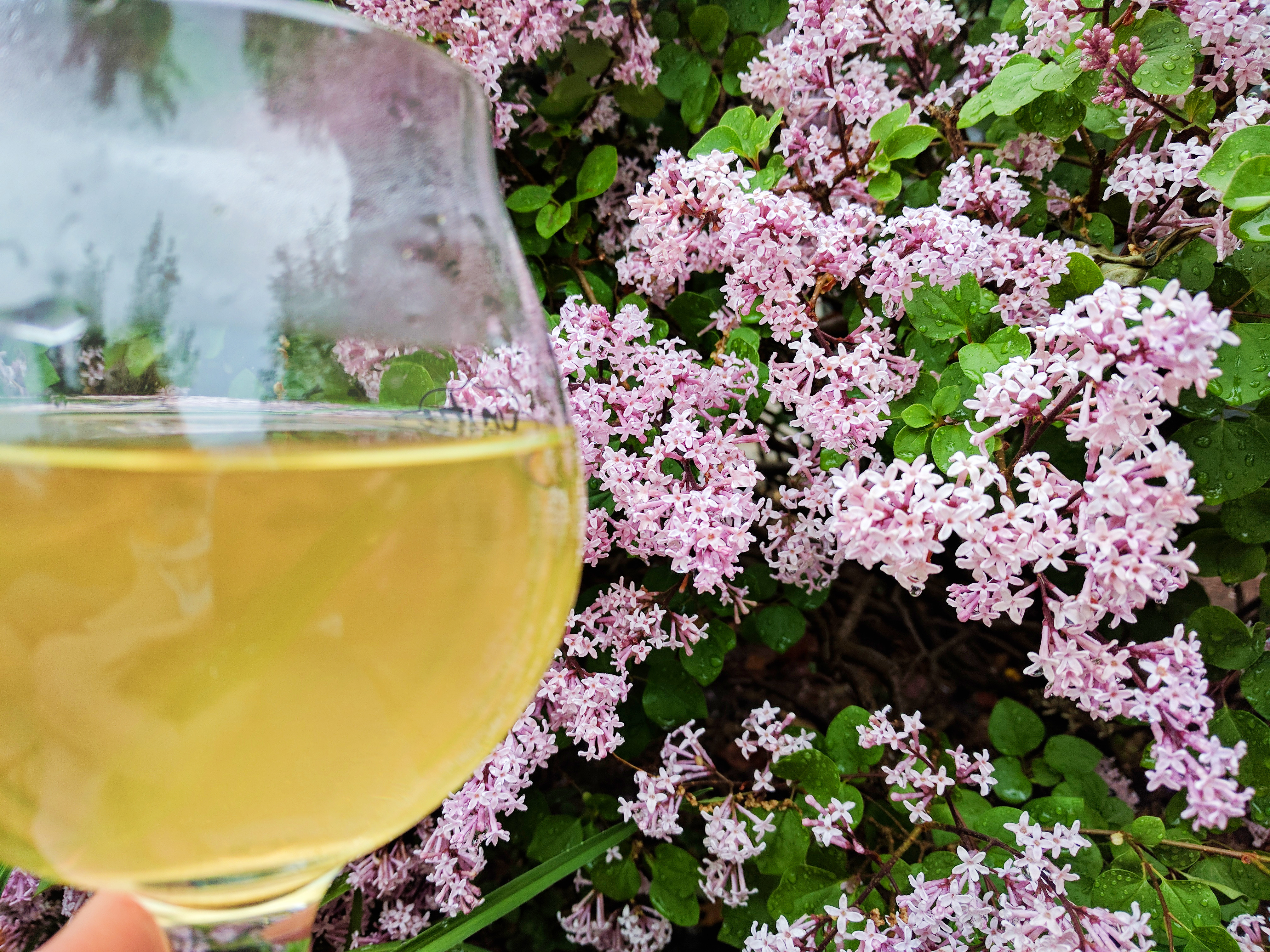 Photograph of Orange Blossom (Republic of Tea) ~ liquor by Jocilyn Mors is licensed under a Creative Commons Attribution-NonCommercial-ShareAlike 4.0 International License.