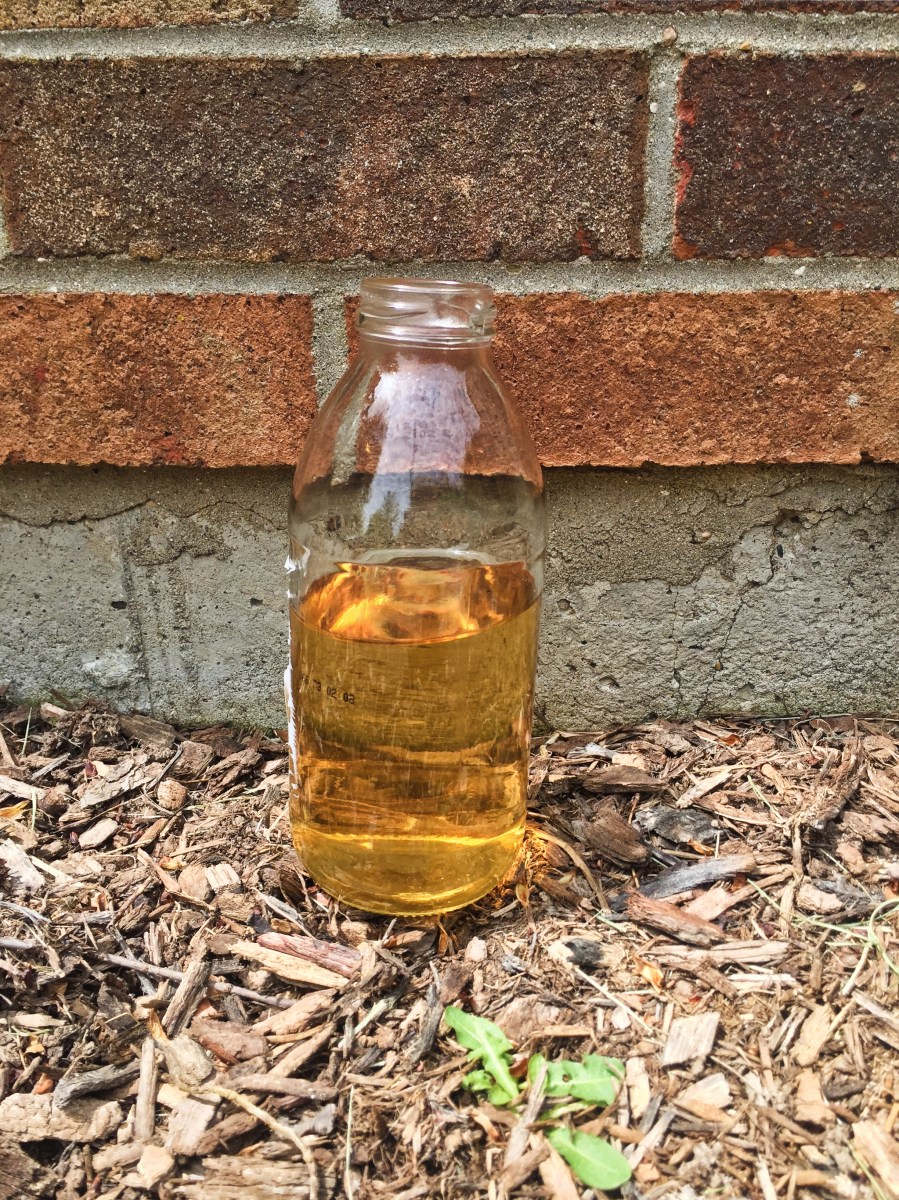 Photograph of Sarsaparilla Summer Herbal (TranquiliTea) ~ liquor by Jocilyn Mors is licensed under a Creative Commons Attribution-NonCommercial-ShareAlike 4.0 International License.