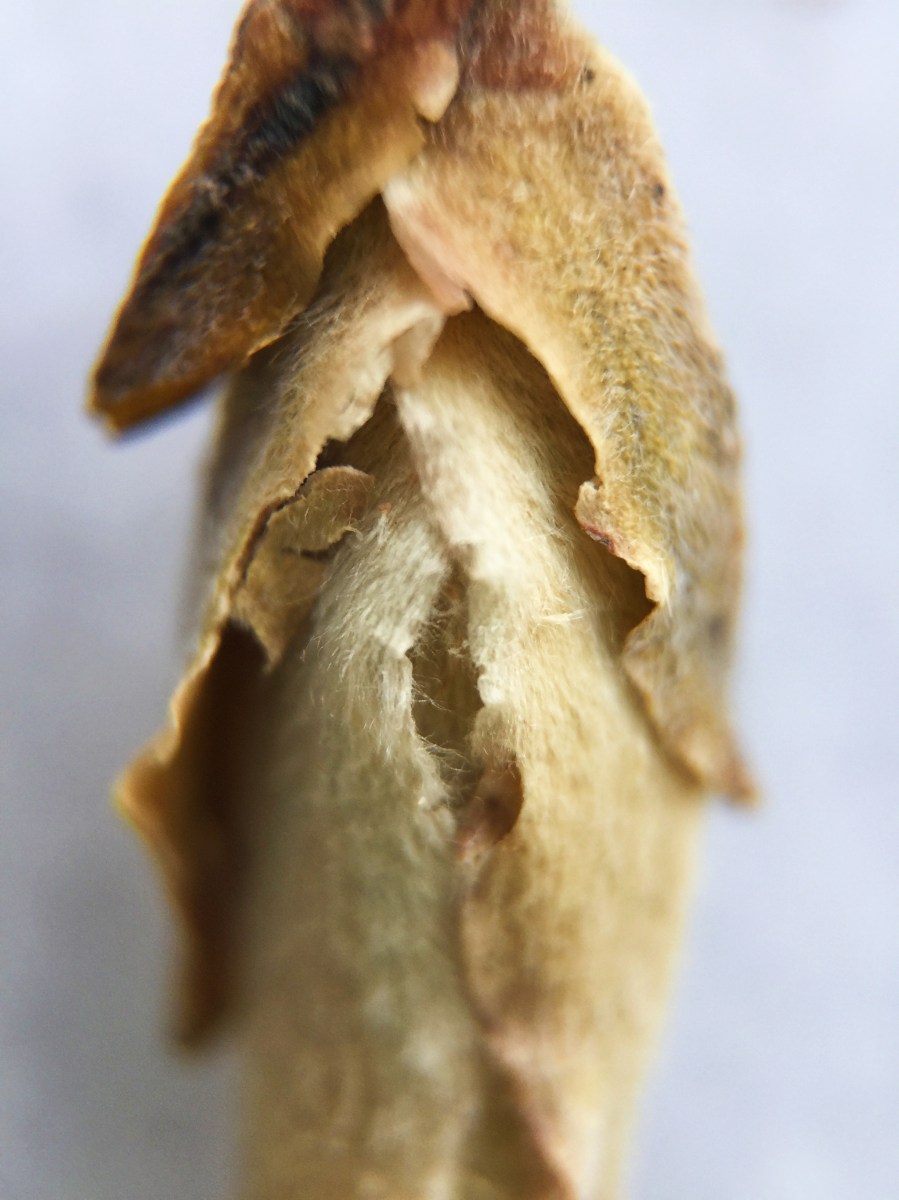 Photograph of Silver Bud Ya Bao (Tea Source) ~ loose leaf Macro 14x by Jocilyn Mors is licensed under a Creative Commons Attribution-NonCommercial-ShareAlike 4.0 International License.