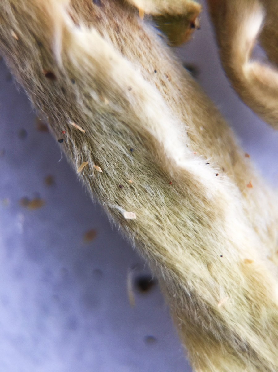 Photograph of Silver Bud Ya Bao (Tea Source) ~ loose leaf Macro 21x by Jocilyn Mors is licensed under a Creative Commons Attribution-NonCommercial-ShareAlike 4.0 International License.