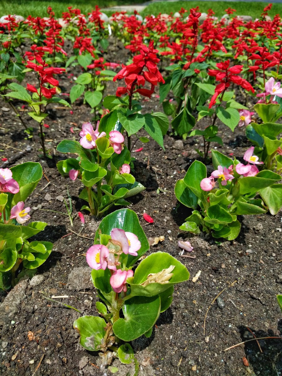 Photograph of Silver Bud Ya Bao (Tea Source) ~ loose leaf by Jocilyn Mors is licensed under a Creative Commons Attribution-NonCommercial-ShareAlike 4.0 International License.