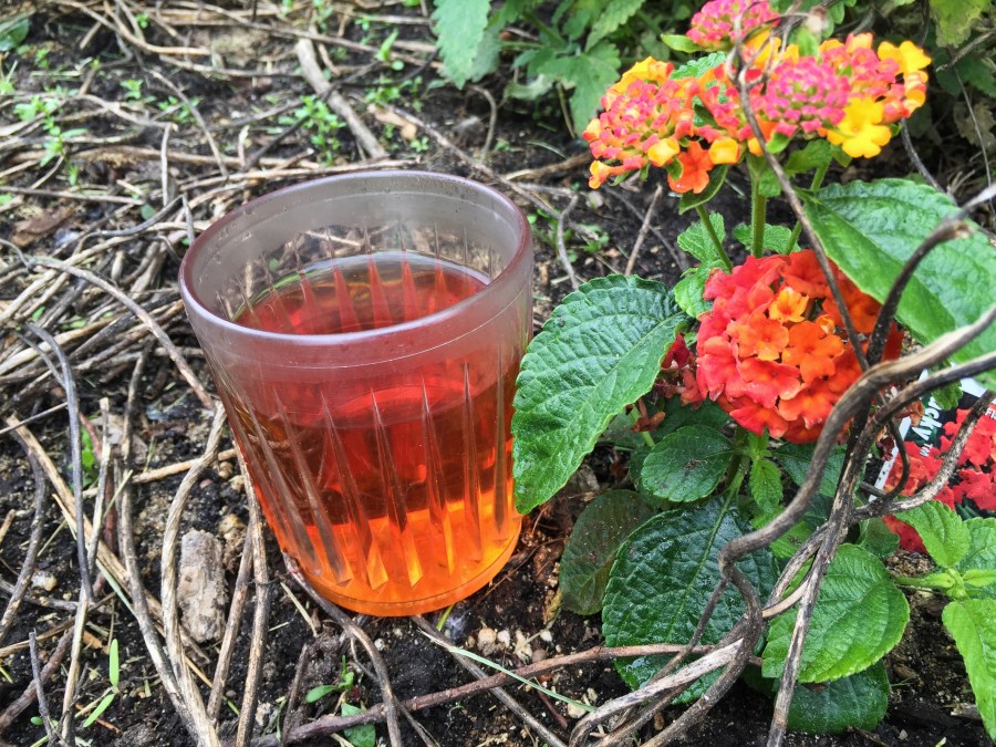 Photograph of Charleston Breakfast (Charleston Tea Plantation) ~ liquor by Jocilyn Mors is licensed under a Creative Commons Attribution-NonCommercial-ShareAlike 4.0 International License.