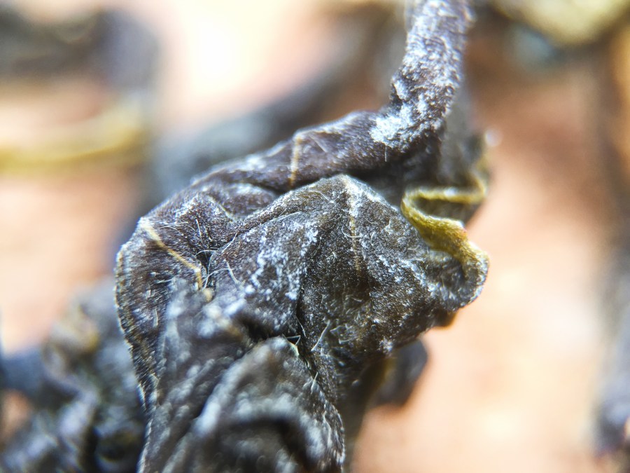 Hawaii Premium Green (Arbor) ~LL Macro 21x by Jocilyn Mors is licensed under a Creative Commons Attribution-NonCommercial-ShareAlike 4.0 International License.