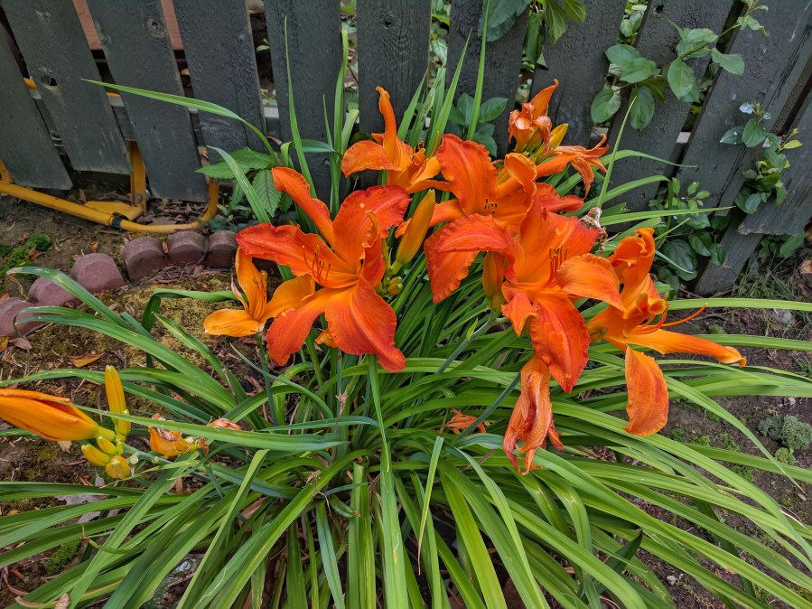 Photograph of Decaf Ginger Lemon ~ yuri by Jocilyn Mors is licensed under a Creative Commons Attribution-NonCommercial-ShareAlike 4.0 International License.