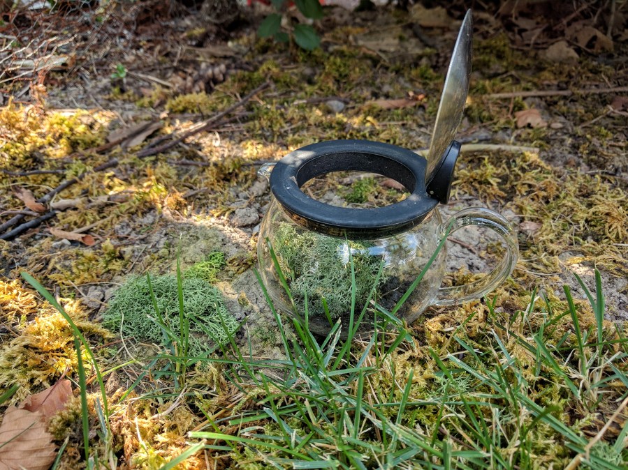 Photograph of Decaf Ginger Lemon ~ terrarium by Jocilyn Mors is licensed under a Creative Commons Attribution-NonCommercial-ShareAlike 4.0 International License.