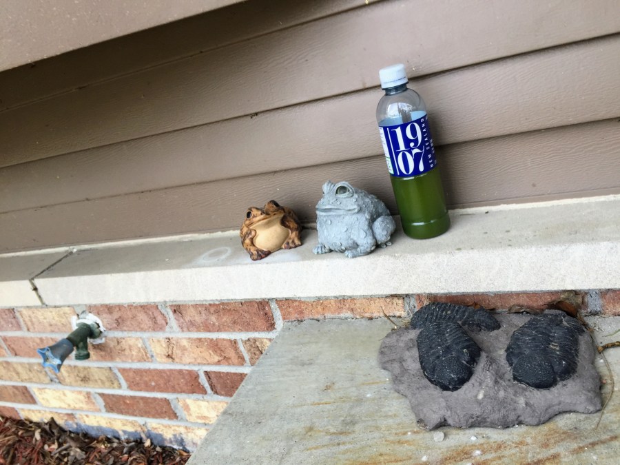 Organic U•Matcha Single Sips (Republic of Tea) ~ liquor by Jocilyn Mors is licensed under a Creative Commons Attribution-NonCommercial-ShareAlike 4.0 International License.